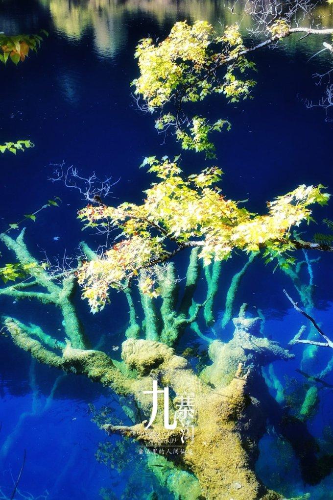虫虫助手下载